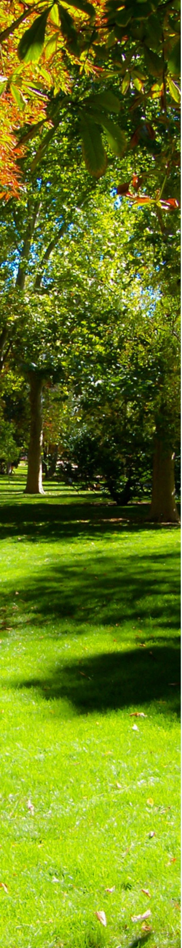Parque sereno con árboles
